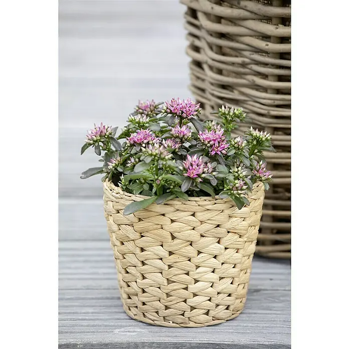 Piardino Garten-Teppich-FettblattSedum spurium Deep Rose, Topfgröße: 13 cm - Eine Nahaufnahme einer blühenden Pflanze in einem geflochtenen Korb, die auf einer grauen Oberfläche steht, mit einem weiteren Korb im Hintergrund.