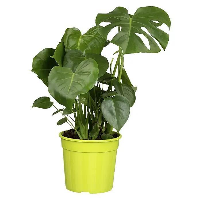 Piardino Fensterblatt - Monstera deliciosa, Topfgröße: 21 cm - Eine Monstera Zimmerpflanze in einem gelben Topf. Das satte Grün der Blätter steht in tollem Kontrast zum Gelb des Topfes.