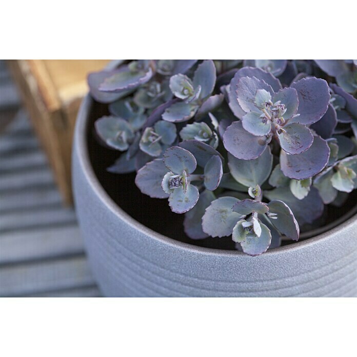 Piardino Garten-FettblattSedum cauticola Red Canyon Detail Shot