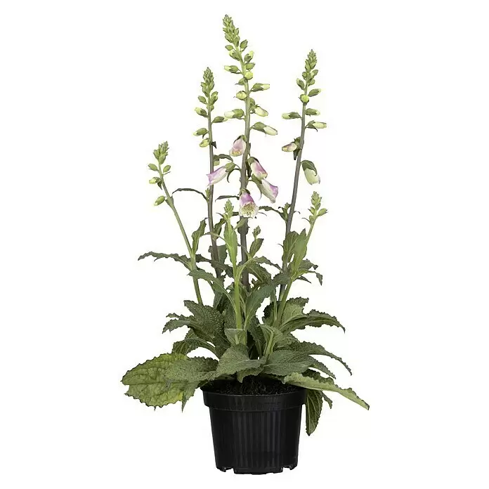 Piardino Garten-Fingerhut - Digitalis purpurea 'Pink Panther', Blütenfarbe: Pink - Vorderansicht
