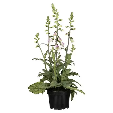 Piardino  Garten-Fingerhut