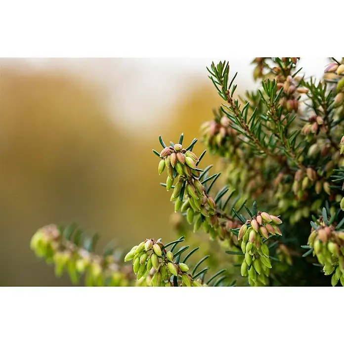 Piardino Winterheide - Erica carnea, Topfgröße: 13 cm, Rosa - Nahaufnahme von grünen und braunen Heideblütenknospen an einem Zweig, der die Schönheit der Natur zeigt.