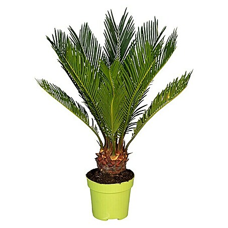 Piardino Palmfarn (Cycas revoluta, Topfgröße: 12 cm, Dunkelgrün)
