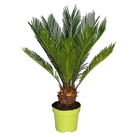 Piardino  Palmfarn