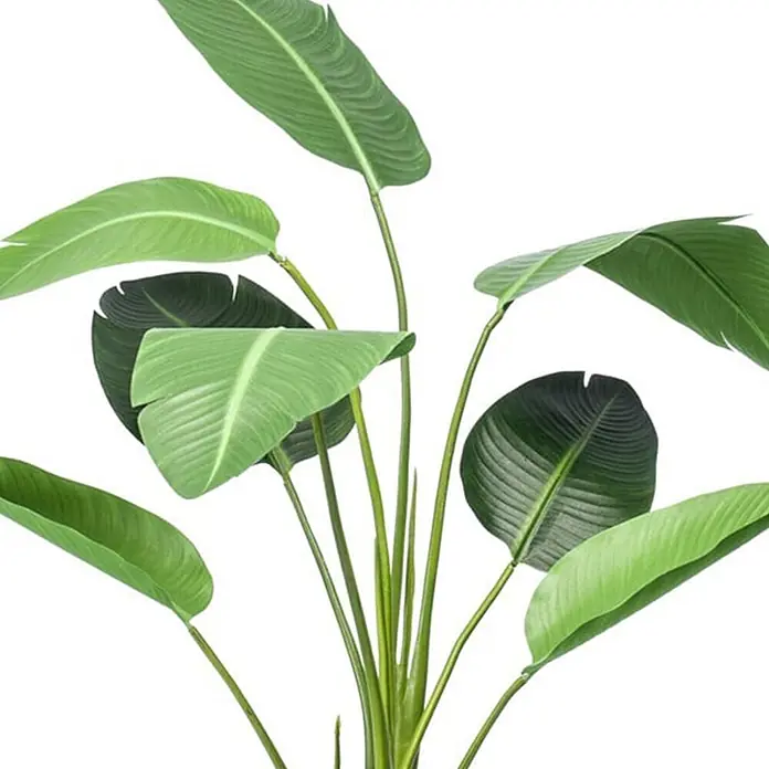 Florora Kunstpflanze Strelitzia - Höhe: 120 cm, Holz - Üppige grüne Kunstpflanze mit großen, gerippten Blättern und dünnen Stielen.