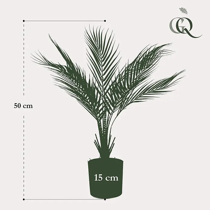 Florora Kunstpflanze Bergpalme - Höhe: 50 cm, Holz - Grüne Topfpalme, 50 cm Gesamthöhe, 15 cm Topfhöhe.