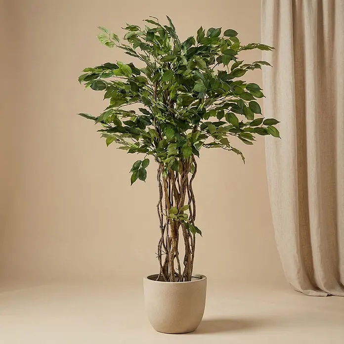 monstera aurea adansonii Monstera Adansonii Aurea