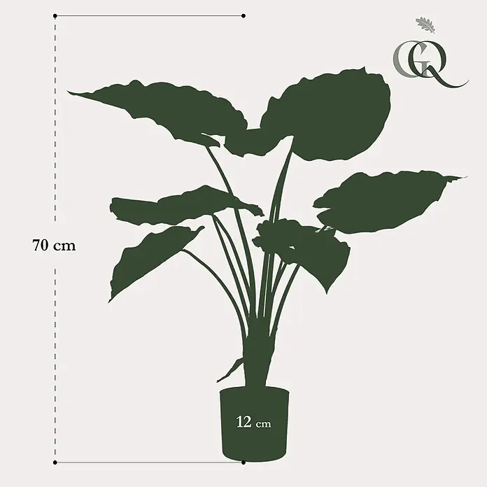 Florora Kunstpflanze Alocasia - Höhe: 70 cm, Holz - Silhouette einer grünen Topfpflanze. Gesamthöhe 70 cm, Topf-Ø 12 cm.