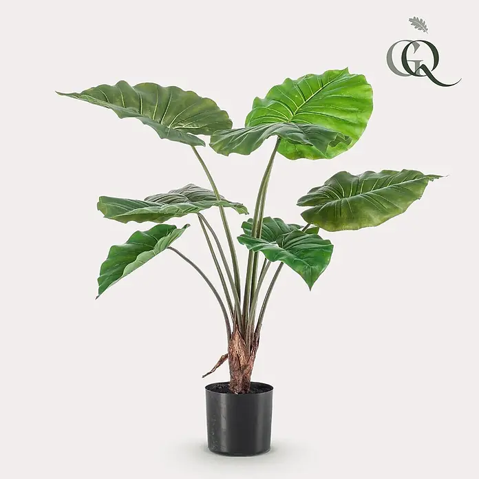 Florora Kunstpflanze Alocasia - Höhe: 70 cm, Holz - Eine künstliche Alocasia-Pflanze mit großen, leuchtend grünen Blättern und einem braunen Stamm, in einem eleganten schwarzen Topf.