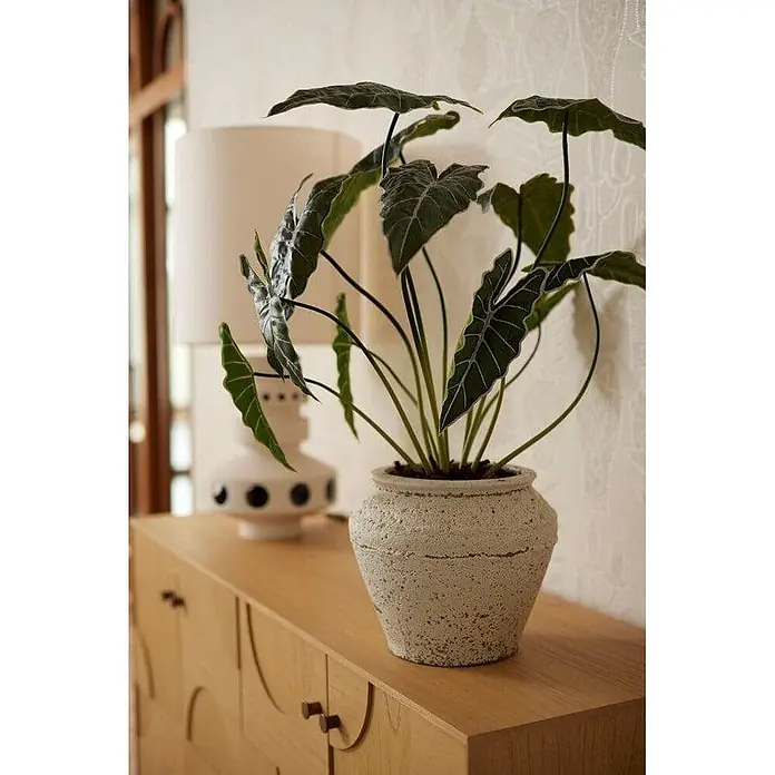 Florora Kunstpflanze Alocasia - Höhe: 80 cm, Holz - Eine Pflanze mit großen, dunkelgrünen Blättern in einem strukturierten hellgrauen Topf auf einem hellen Holzschrank neben einer Lampe.