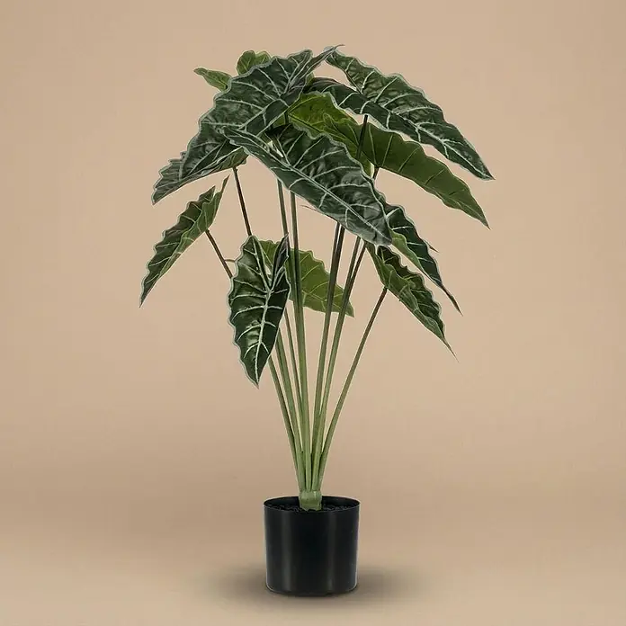 Florora Kunstpflanze Alocasia - Höhe: 80 cm, Holz - Künstliche Alocasia-Pflanze in schwarzem Topf, mit großen, dunkelgrünen Blättern und hellgrünen Adern.