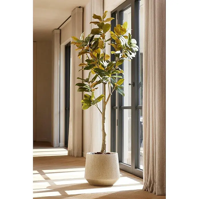 Florora Kunstpflanze Magnolie - Höhe: 150 cm, Blütenfarbe: Weiß, Holz - Große Kunstpflanze mit grünen und gelblichen Blättern in einem strukturierten beigen Übertopf, die einen hellen Raum begrünt.