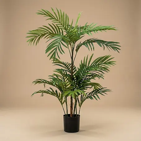 monstera hochwachsen lassen Monstera 'Deliciosa' mit Moosstab main image 1