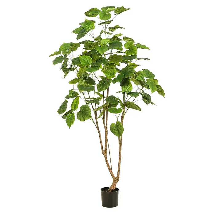 Florora Kunstpflanze Ficus Umbellata - Höhe: 180 cm, Holz - Künstliche Pflanze mit großen grünen Blättern und mehreren braunen Stielen in einem schwarzen Topf.
