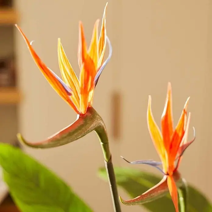 Florora Kunstpflanze Strelitzia mit Blüten - Höhe: 120 cm, Blütenfarbe: Orange/Blau, Holz - Zwei leuchtend orange-blaue Paradiesvogelblumen mit grünen Stielen, dekorativ arrangiert.