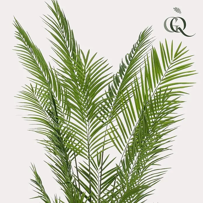 Florora Kunstpflanze Goldpalme - Höhe: 240 cm, Holz - Üppige grüne Palmwedel mit spitzen Blättchen.