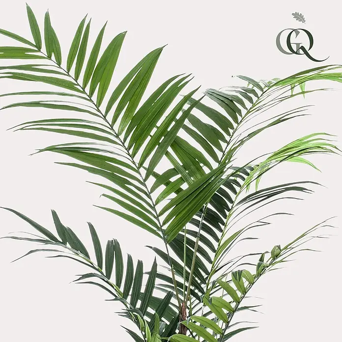 Florora Kunstpflanze Kentia-Palme - Höhe: 210 cm, Holz - Lebhafte grüne Palmenpflanze mit schlanken Wedeln.
