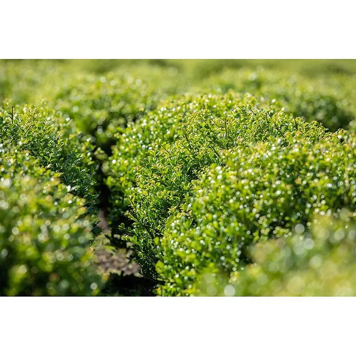 Japan-Stechpalme Kugel - Ilex crenata 'Robustico', Topfgröße: 23 cm - Grüne, kleinblättrige Hecken in ordentlichen Reihen, mit üppigem Laub und geringer Schärfentiefe angeordnet.