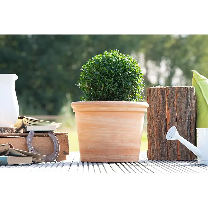 Japan-Stechpalme Kugel - Ilex crenata 'Robustico', Topfgröße: 23 cm - Ein Terrakottatopf mit grünem Buchsbaum steht auf einer Holzterrasse, umgeben von Büchern und Gartengeräten.