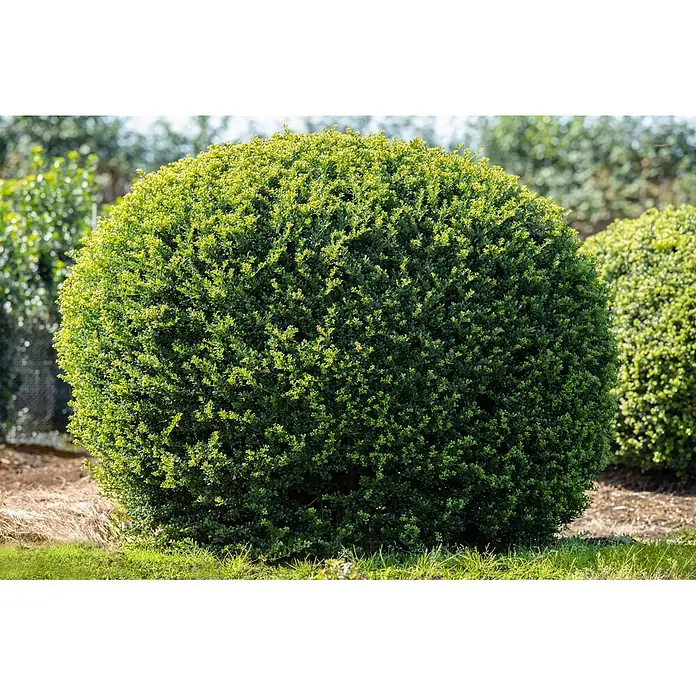 Japan-Stechpalme Kugel - Ilex crenata 'Robustico', Topfgröße: 23 cm - Ein kugelförmiger, dichter grüner Strauch mit kleinen Blättern, ideal für die Gartengestaltung.