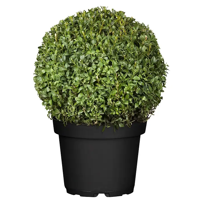 Japan-Stechpalme Kugel - Ilex crenata 'Robustico', Topfgröße: 23 cm - Runde grüne Blattpflanze in einem schwarzen Topf.