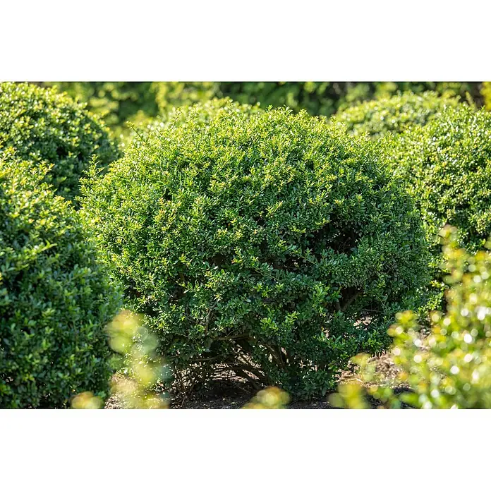 Japan-Stechpalme Kugel - Ilex crenata 'Robustico', Topfgröße: 23 cm - Üppiger, runder grüner Strauch mit kleinen Blättern und grünen Beeren in einer Gartenumgebung.