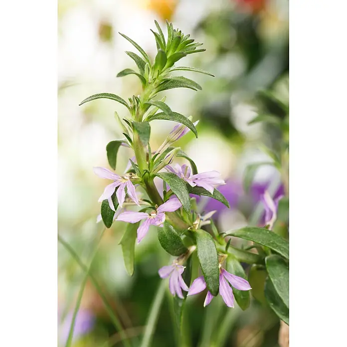 Piardino Fächerblume - Scaevola aemula, Topfgröße: 12 cm - Eine schlanke Pflanze mit leuchtend grünen Blättern und zarten hellvioletten Blüten am Stiel.