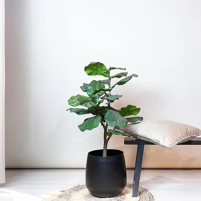 Florora Kunstpflanze Geigenfeige - Höhe: 90 cm, Holz - Ficus lyrata in schwarzem strukturiertem Topf neben einer schwarzen Bank mit hellem Kissen.