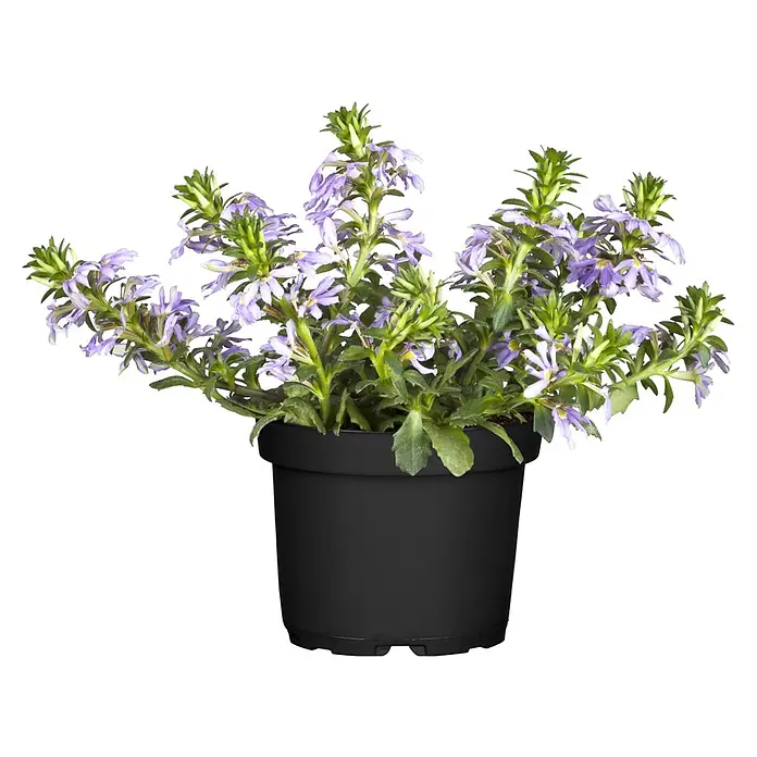 Piardino Fächerblume - Scaevola aemula, Topfgröße: 12 cm - Eine lebendige Topfpflanze mit zahlreichen lila Blüten und grünem Laub in einem schwarzen Plastiktopf.