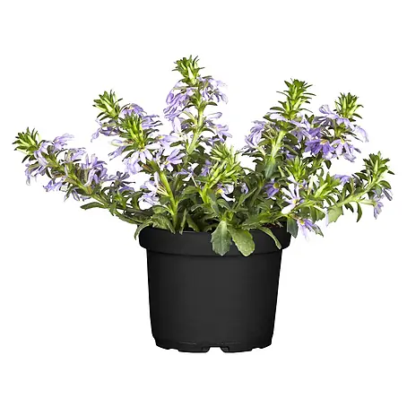 Piardino  Fächerblume