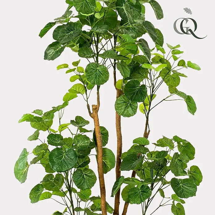 Florora Kunstpflanze Aralie - Höhe: 160 cm, Holz - Hohe Kunstpflanze mit grünen, runden Blättern und mehreren braunen Stämmen.