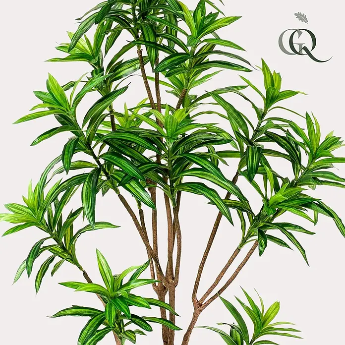 Florora Kunstpflanze Drachenbaum - Höhe: 155 cm, Holz - Künstliche Dracaena-Pflanze mit leuchtend grünen panaschierten Blättern und realistischen braunen Stielen.