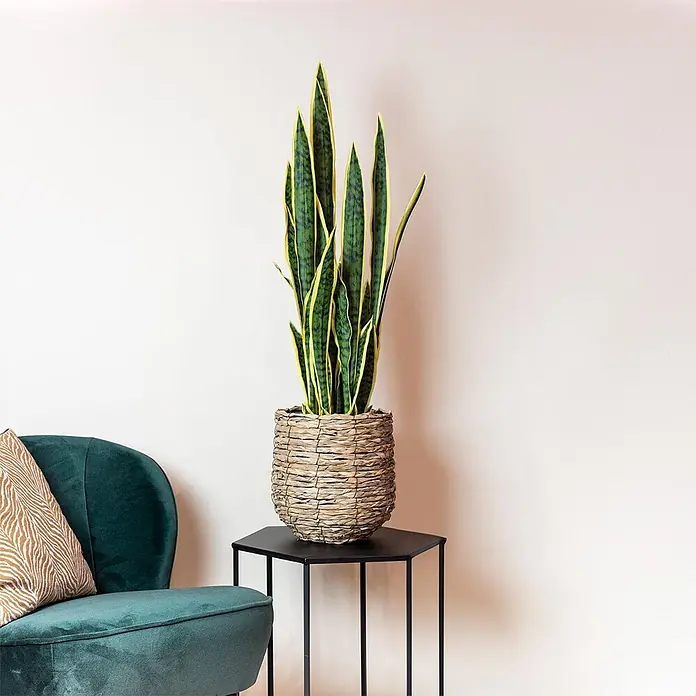 Florora Kunstpflanze Frauenzunge - Höhe: 97 cm, Holz - Hohe Sansevieria-Pflanze mit grün-gelb panaschierten Blättern, in einem geflochtenen Korb auf einem schwarzen Beistelltisch.