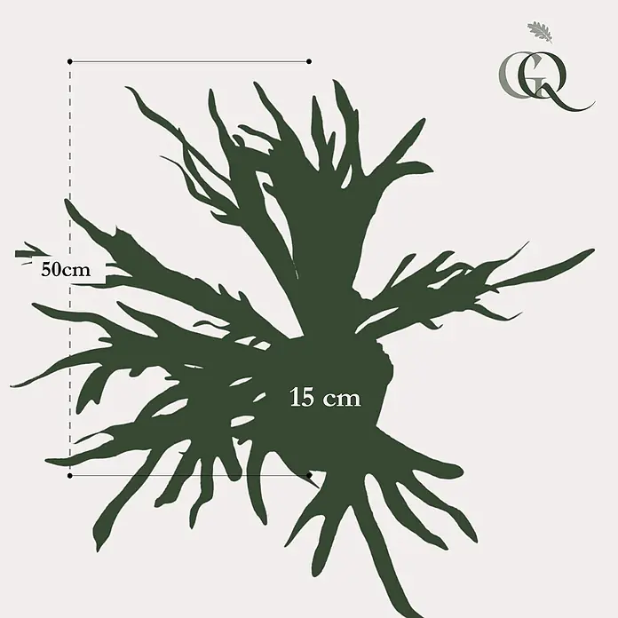 Florora Kunstpflanze Geweihfarn - Höhe: 50 cm, Holz - Dunkelgrüne, filigrane Pflanzensilhouette, 50 cm hoch und 15 cm breit.