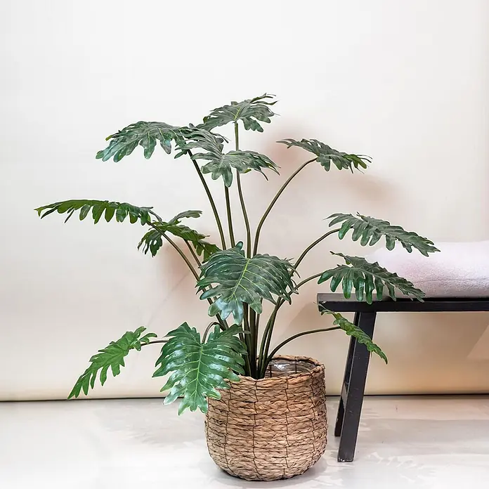 Florora Kunstpflanze Philodendron - Höhe: 80 cm, Holz - Große Kunstpflanze mit grünen, geschlitzten Blättern in einem natürlichen Flechtkorb.