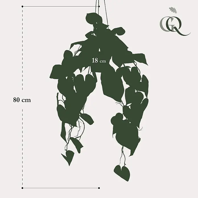 Florora Kunstpflanze Anthurie - Höhe: 80 cm, Holz - Dunkelgrüne Silhouette einer Hängepflanze, 80 cm lang und 18 cm breit.