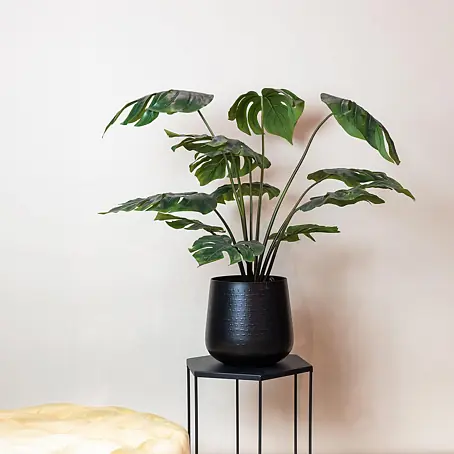 philodendron burle marx kaufen Philodendron Burle Marx Variegated 4