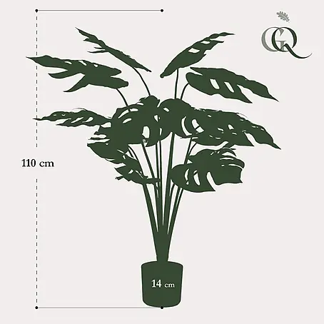 Monstera Deliciosa online kaufen