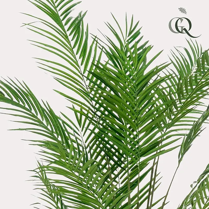 Florora Kunstpflanze Goldpalme - Höhe: 180 cm, Holz - Üppige grüne Kunstpalme mit dichten, gefiederten Blättern.