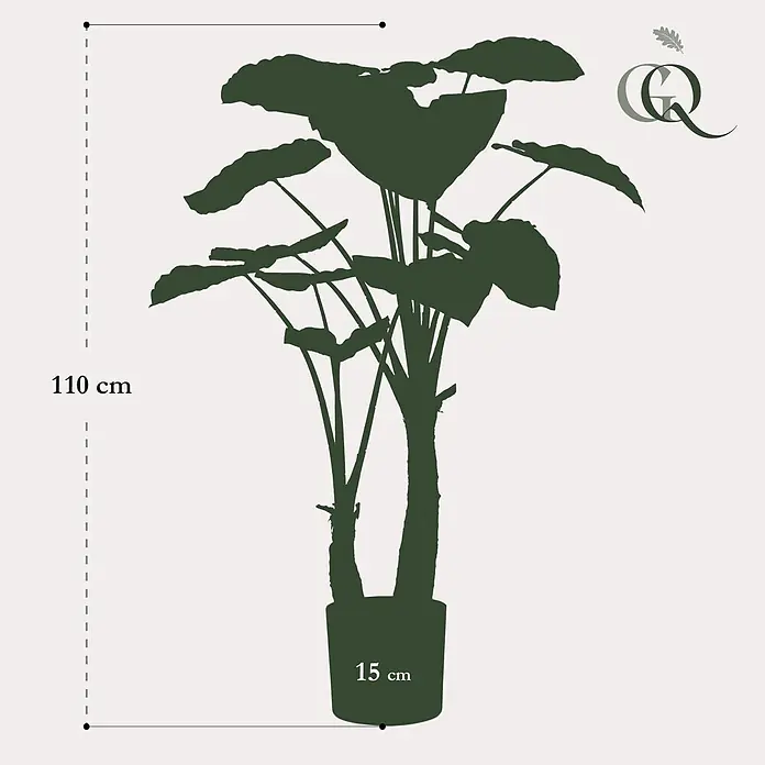 Florora Kunstpflanze Elefantenohr - Höhe: 110 cm, Holz - Dunkelgrüne Pflanzensilhouette im Topf, 110 cm hoch mit einem 15 cm Topf.