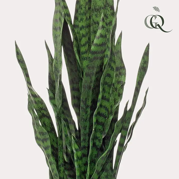 Florora Kunstpflanze Frauenzunge - Höhe: 97 cm, Holz - Grüne Sansevieria-Pflanze mit dunkel gemusterten Blättern.