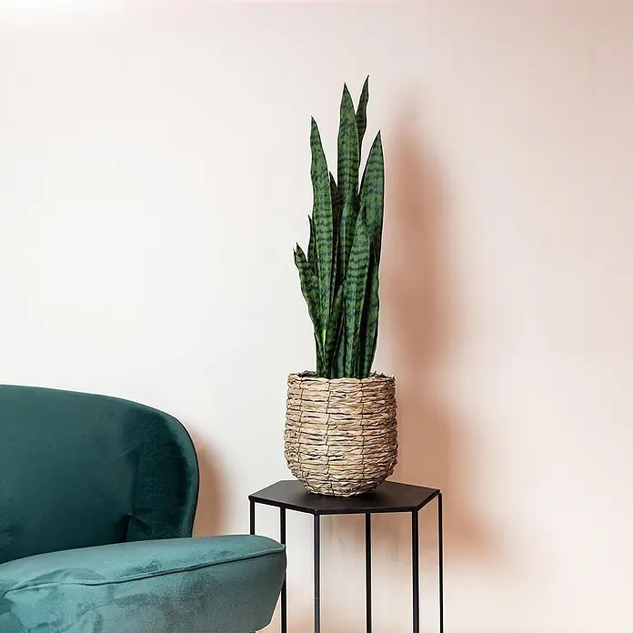 Florora Kunstpflanze Frauenzunge - Höhe: 97 cm, Holz - Hohe Sansevieria in einem geflochtenen Korb auf einem schwarzen sechseckigen Beistelltisch neben einem grünen Sessel.