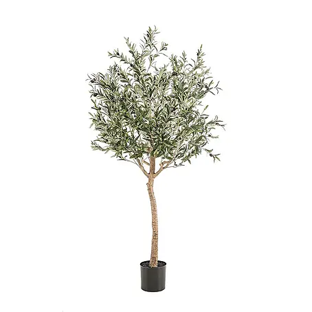 thuja glauca Thuja Fluffy&reg;  Park Seed