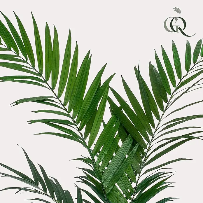 Florora Kunstpflanze Kentia-Palme - Höhe: 150 cm, Holz - Üppig grüne Palmblätter mit schlanken, spitz zulaufenden Fiederblättern.