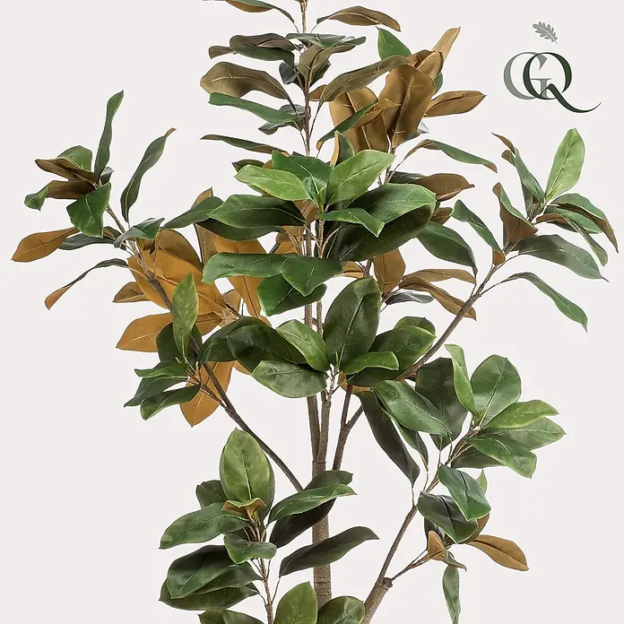 Florora Kunstpflanze Magnolie - Höhe: 180 cm, Blütenfarbe: Weiß, Holz - Künstliche Magnolienpflanze mit glänzenden grünen Blättern und kupferbraunen Unterseiten.