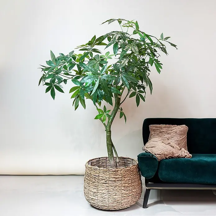 Florora Kunstpflanze Glückskastanie - Höhe: 180 cm, Holz - Große Grünpflanze in einem geflochtenen Korb, neben einem dunkelgrünen Sofa.