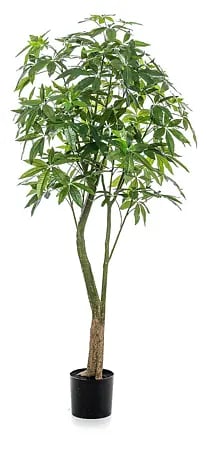 australischer farn Cyathea australis
