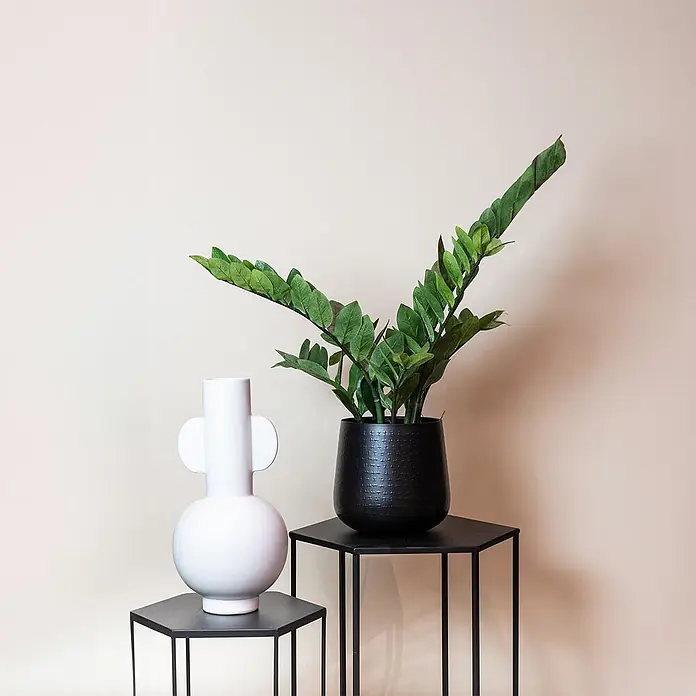 Florora Kunstpflanze Glücksfeder - Höhe: 70 cm, Holz - Weiße moderne Vase und schwarzer strukturierter Pflanztopf mit einer Grünpflanze, arrangiert auf zwei schwarzen sechseckigen Beistelltischen.