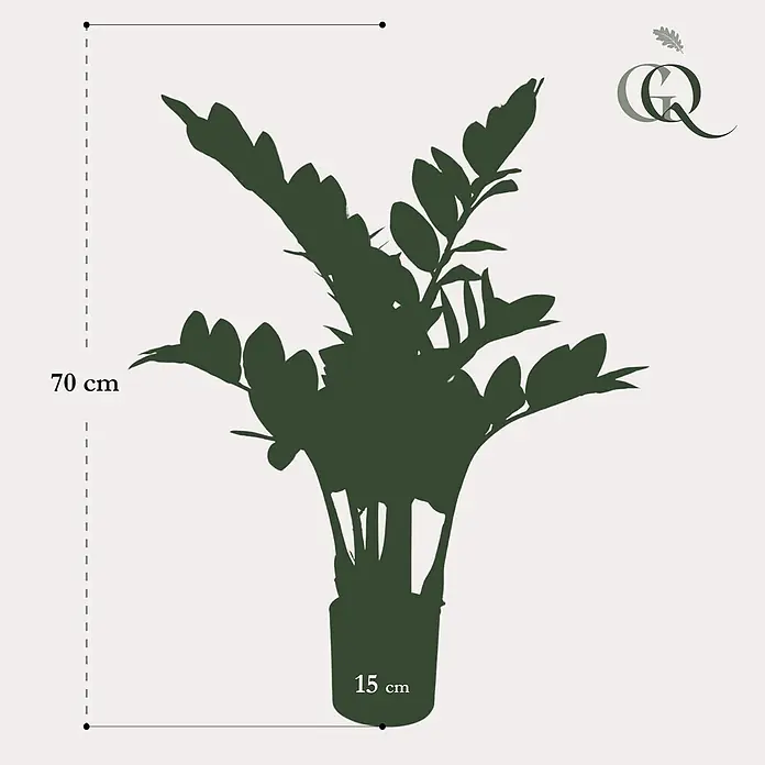 Florora Kunstpflanze Glücksfeder - Höhe: 70 cm, Holz - Dunkelgrüne Pflanzensilhouette im Topf, 70 cm Gesamthöhe, 15 cm Topfdurchmesser.