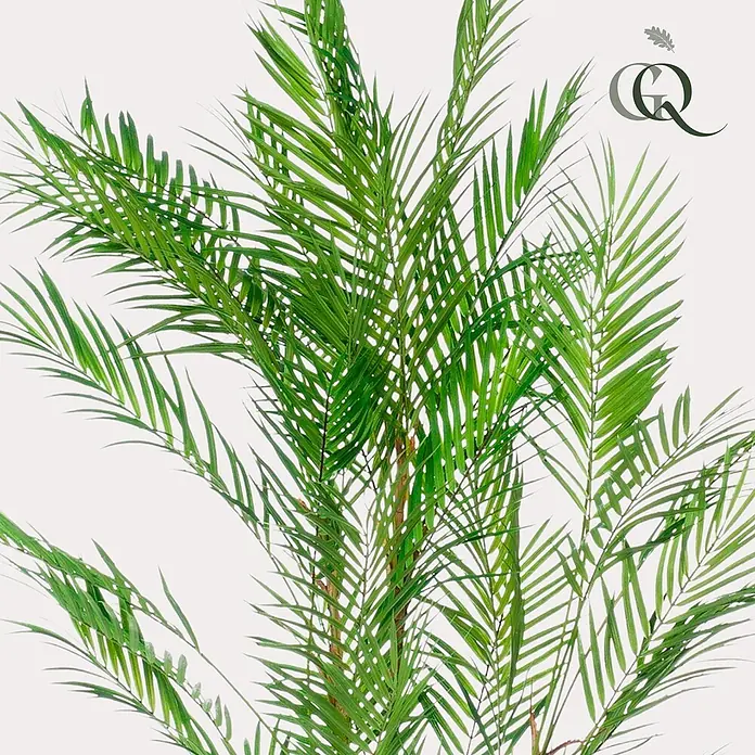 Florora Kunstpflanze Bergpalme - Höhe: 120 cm, Holz - Üppige grüne Palmblätter.